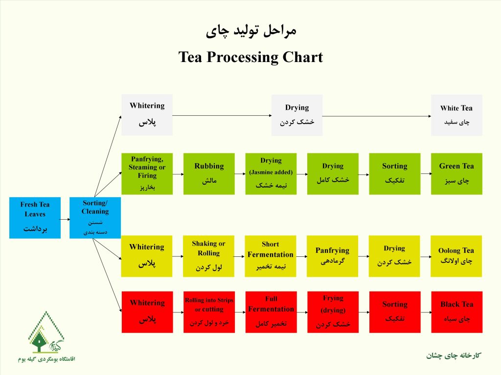 Tea processing chart in Cheshan tea factory